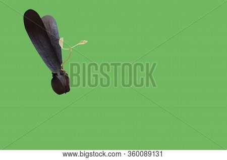 Young Dipterocarpus Sprout Seed Growing  On Green Background
