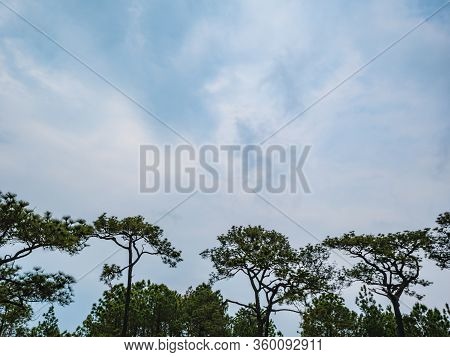 Tree With Beautiful Blue Sky On Phu Kradueng Mountain National Park In Loei City Thailand.phu Kradue