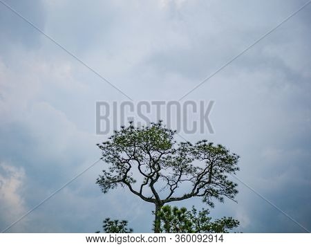 Tree With Beautiful Blue Sky On Phu Kradueng Mountain National Park In Loei City Thailand.phu Kradue