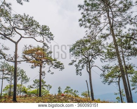 Beautiful Scenery View From Phu Kradueng Mountain National Park In Loei City Thailand.phu Kradueng M