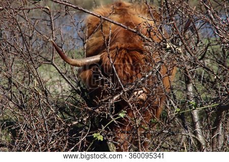 Red Scottish Highlander Cow With Large Horns Grazes In The Dunes At The Headland Of Rozenburg