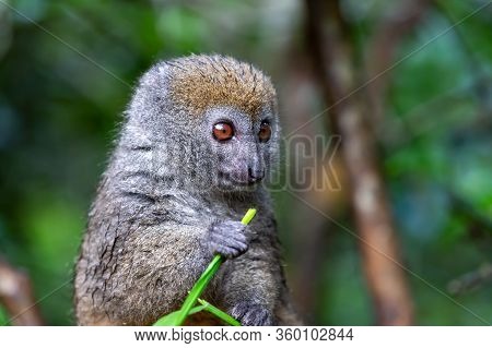 A Small Lemur On A Branch Eats On A Blade Of Grass