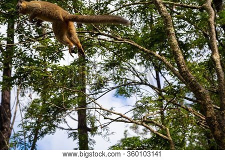 Lemurs In A Rain Forest On The Trees, Hopping From Tree To Tree