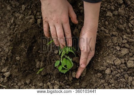 Spring Planting Of Young Seedlings In The Ground Close-up.