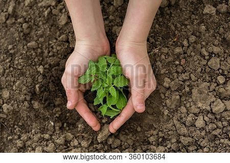 Spring Planting Of Young Seedlings In The Ground Close-up.