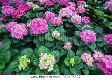 Closeup Pink Hydrangea Flower In The Garden. Greenary Botanic Background