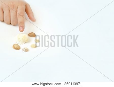 There Are Several Sea Shells On The White Table. A Person Brush Touches Them. Travel Trough The Mind