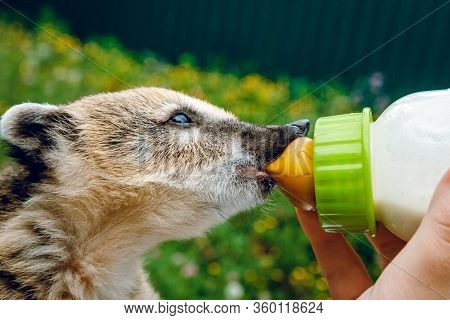 A Little Nasua Drinks Milk. On A Green Background At The Zoo