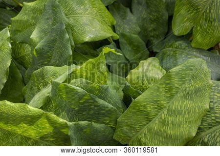 Closeup Shot Showing Some Green Maranta Plant Leaves
