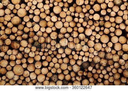 Closeup Of Logs Of Trees In Nature. A Lot Of Cutted Logs