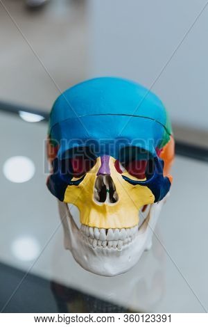 A Human Skull Mannequin Stands On A Table. The Model Of The Skull For Maxillofacial Surgery And Dent