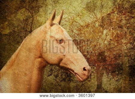 Cremello Akhal-Teke