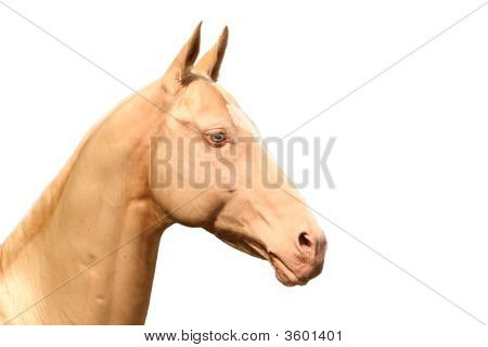 Cremello Akhal-Teke
