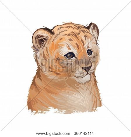 Tigon Baby Tabby Animal Watercolor Portrait In Closeup. Animalistic Drawing Of Tigon Hybrid Mammal. 