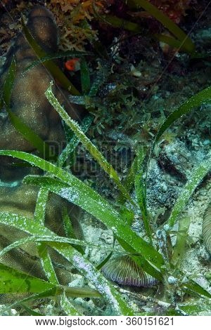 Beautiful Camouflaged Green Ghost Pipefish Among The Sea Grass. Underwater Photography, Philippines.