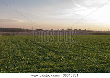 Campo de una lechuga