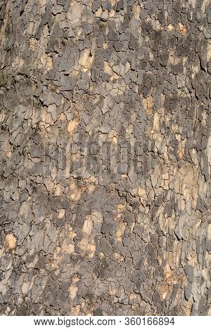 London Plane Bark - Latin Name - Platanus X Hispanica (platanus X Acerifolia)