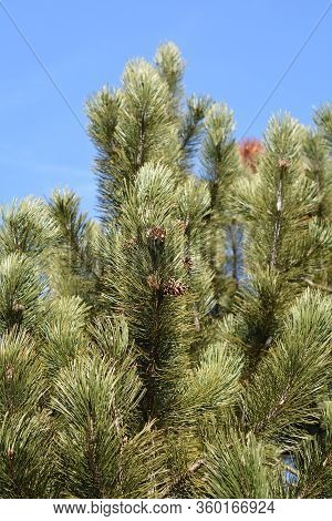 Bosnian Pine - Latin Name - Pinus Heldreichii Var. Leucodermis