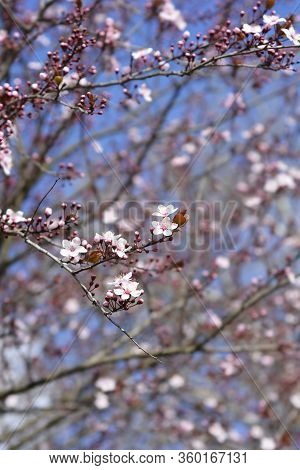 Black Cherry Plum - Latin Name - Prunus Cerasifera Nigraa