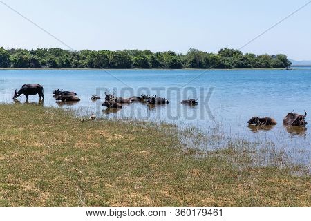 Wild Buffaloes Escape From The Heat In The Lake In Udawalawe National Park