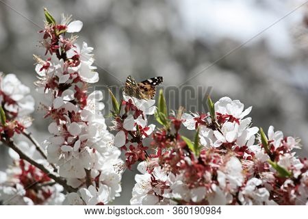 Butterfly and apricot blossom in Himalayas (Ladakh, India)

