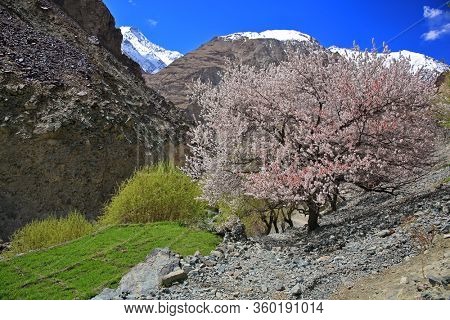 Apricot blossom in Trans-Himalayas (Ladakh, India)
