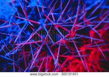 Macro catus needles in blue red light