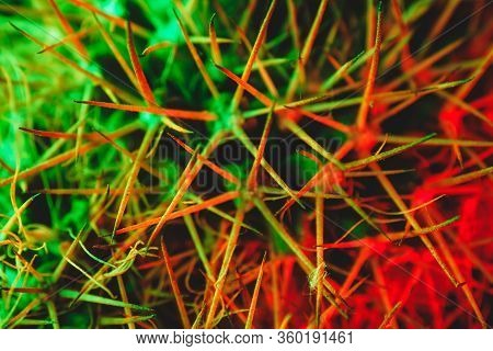 Macro Catus Needles In Green Red Light