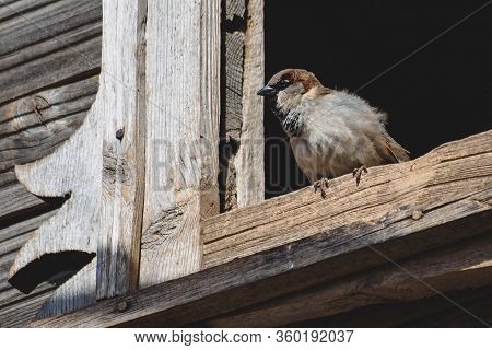 Single Brown Sparrow Sitting On Window Frame
