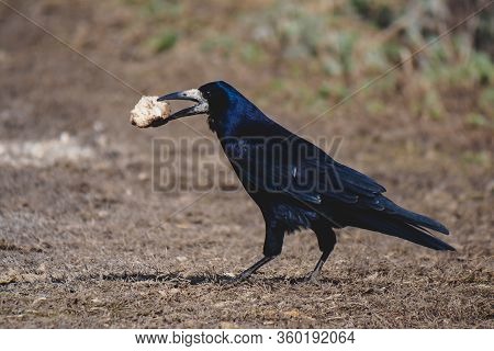 Black Rook Eating Peace Of Bread On Road