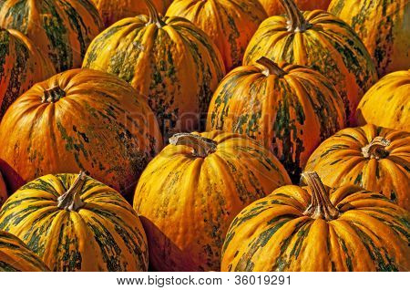 Squash fÃ¼r Ã–l