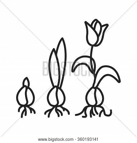 Growing Plant Stages Black Line Icon. The Seed, Germination, Growth, Reproduction, Pollination, And 