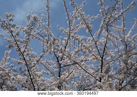 Close up of fruit flowers in the earliest springtime