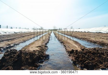 Watering Rows Of Carrot Plantations In An Open Way. Heavy Copious Irrigation After Sowing Seeds. Moi