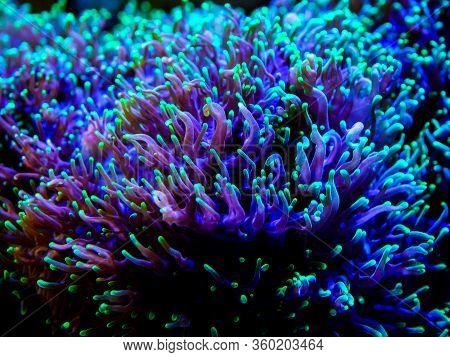Green Rhodactis In A Reef Tank Macro Close Up (soft Coral)