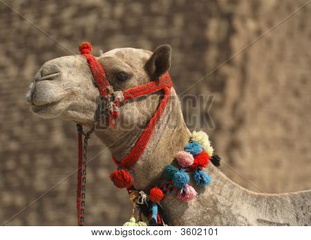 Camel