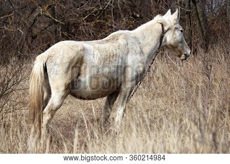 White Dirty Horse Grazing On A Pasture In The Forest And Eating Dry Grass. Rural Landscape In Early 