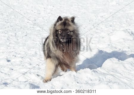 Cute Deutscher Wolfspitz Puppy Is Looking At The Camera. Keeshond Or German Spitz. Pet Animals.