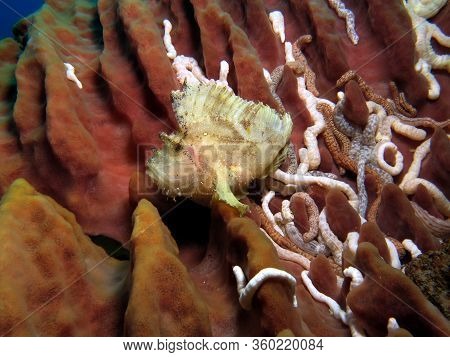 Leaf Scorpionfish Sitting On Barrel Sponge Pescador Island Cebu Philippines