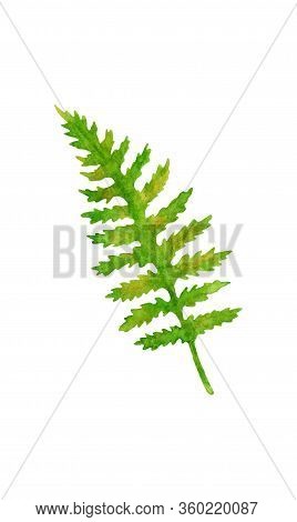 Watercolor Green Fern Leaf. Hand Painted Forest Plant Polypodiopsida Isolated On White Background. I