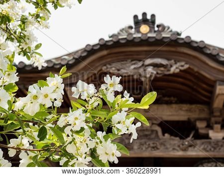 Komatsushima, Japan - April 4, 2018: Cherry Blossoms On The Grounds Of Tatsueji, Temple Number 19 Of