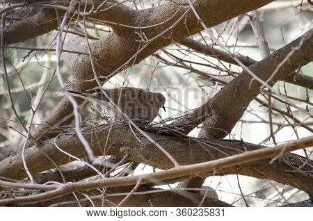 Dove On A Tree Near Its Nest