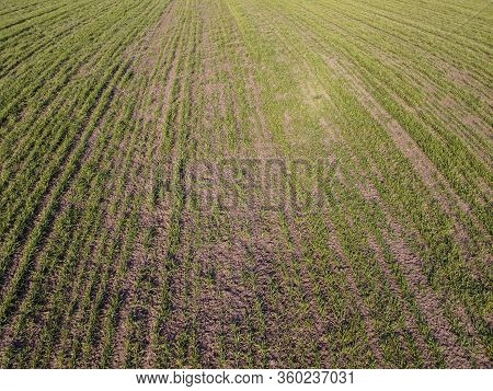 Destruction Of Small Areas With Winter Crops By Mice. Winter Wheat Is Damaged By Frost And Rodents.
