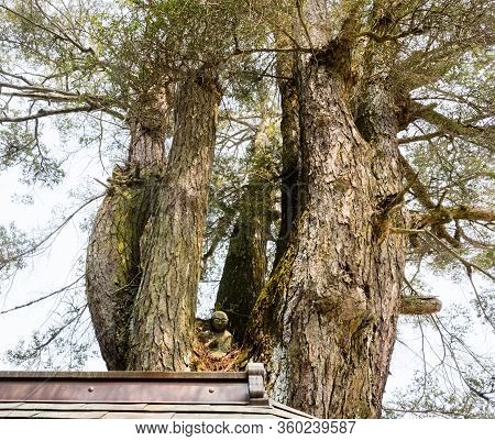 Giant Tree With The Statue Of Kobo Daishi Inside On The Grounds Of Jokaruji, Temple 14 Of Shikoku Pi