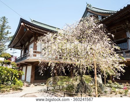 Komatsushima, Japan - April 4, 2018: Cherry Tree Blooming On The Grounds Of Tatsueji, Temple Number 