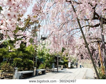 Komatsushima, Japan - April 4, 2018: Cherry Blossoms On The Grounds Of Tatsueji, Temple Number 19 Of
