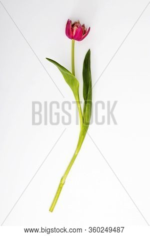 The Red Tulp Is Isolated On White Background, Copy Space,