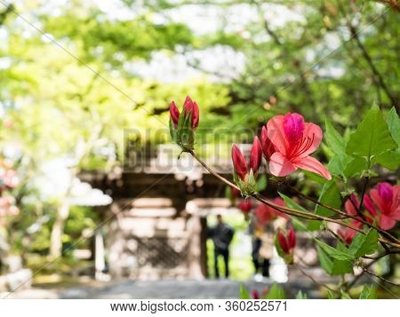 Kochi, Japan - April 6, 2018: Red Azalea Flowers Blooming On The Grounds Of Chikurinji, Temple Numbe