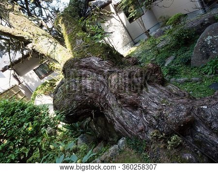 Old Growth Tree In A Japanese Garden Enkoji, Temple Number 39 Of Shikoku Pilgrimage - Kochi Prefectu