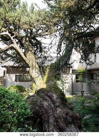 Old Growth Tree In A Japanese Garden Enkoji, Temple Number 39 Of Shikoku Pilgrimage - Kochi Prefectu